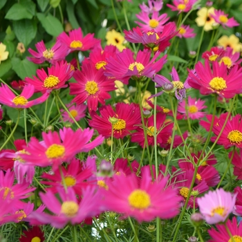 Cosmos bipinnatus 'Hot Pink' (109417)