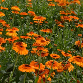 Calendula officinalis 'Crown Orange' (109422)