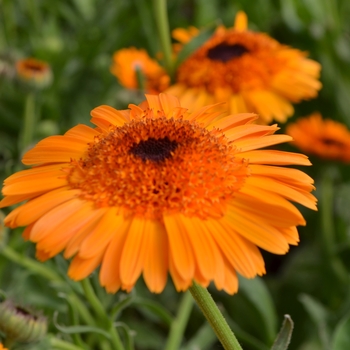 Calendula officinalis 'Crown Orange' (109423)