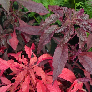 Amaranthus gangeticus 'Molten Fire' (109428)