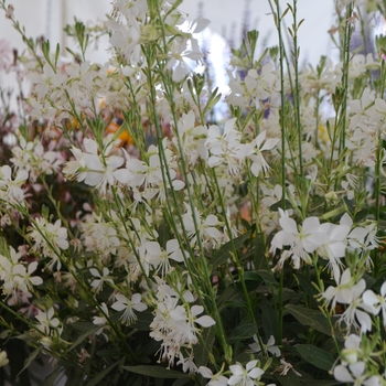 Gaura lindheimeri 'Graceful White' (109458)