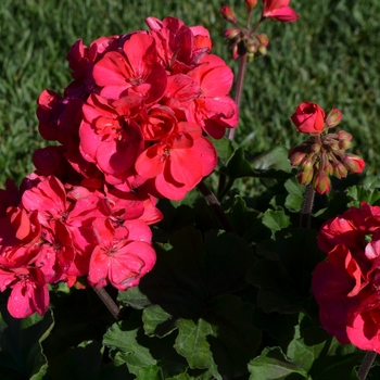 Pelargonium x hortorum 'Savannah Punch' (109461)