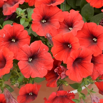 Petunia Ovation™ 'Fireglow' (109532)