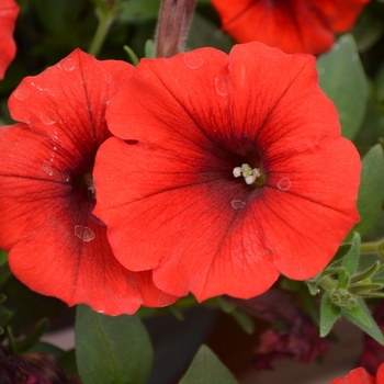 Petunia Ovation™ 'Fireglow' (109533)