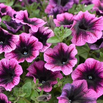 Petunia Ovation™ 'Dark Heart' (109536)