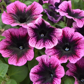 Petunia Ovation™ 'Dark Heart' (109537)