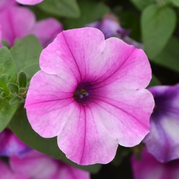 Petunia Color Works™ 'Rose Star' (109541)