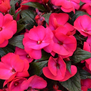 Impatiens hawkerii Paradise 'Rose Flair' (109546)