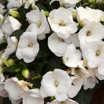 Impatiens hawkerii Paradise 'Cabano White' (109729)