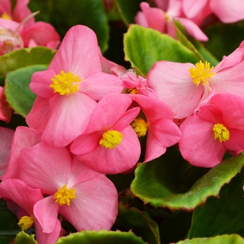 Begonia semperflorens Sprint Plus 'Pink' (109783)