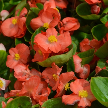 Begonia semperflorens Sprint Plus 'Orange' Wax Begonia from Garden ...