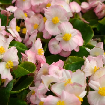 Begonia semperflorens Sprint Plus 'Appleblossom' (109788)