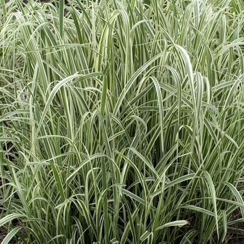 Miscanthus sinensis 'Variegatus' (109805)