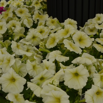 Petunia Success!® 'Yellow Chiffon' (109854)