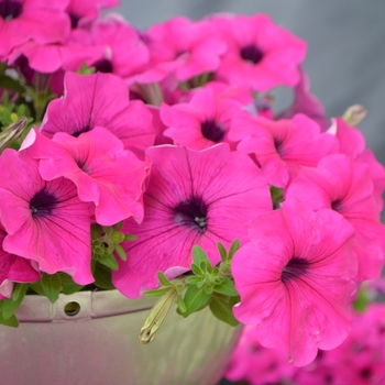 Petunia Success!® 'Purple' (109859)