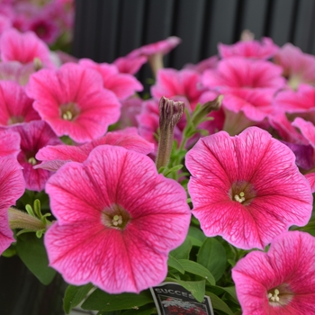 Petunia Success!® 'Pink Vein' (109861)