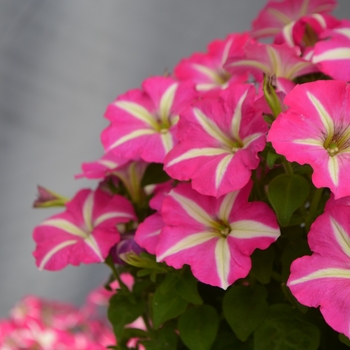 Petunia Success!® 'Pink Star' (109862)