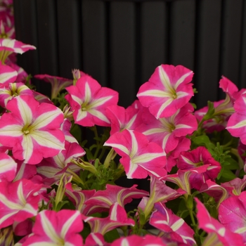 Petunia Success!® 'Pink Star' (109863)