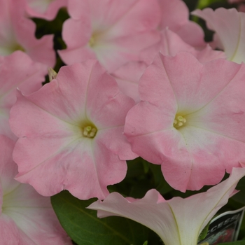 Petunia Success!® 'Pink Chiffon' (109866)