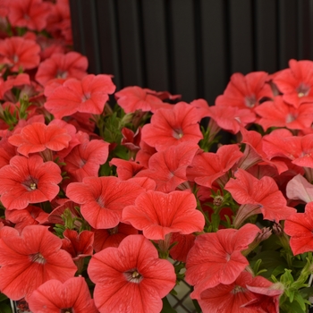 Petunia Success!® 'Coral' (109868)