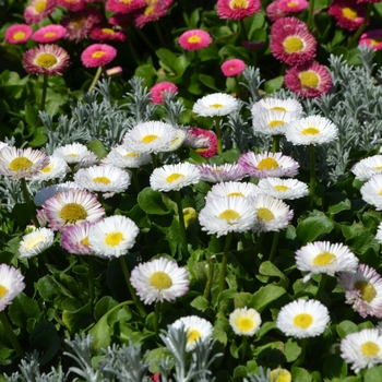 Bellis perennis Speedstar® 'Plus White' (109948)