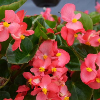 Begonia x benariensis Big™ 'Rose Green Leaf' (109951)