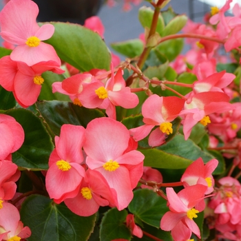 Begonia x benariensis Big™ 'Rose Green Leaf' (109952)