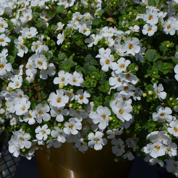 Sutera diffusus Baristo® 'Giga White' (110026)