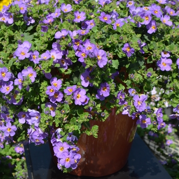 Sutera diffusus Baristo® 'Giga Blue' (110031)