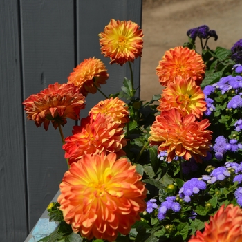 Dahlia x hortensis Lubega® Power 'Yellow Orange' (110039)