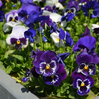 Viola x wittrockiana Inspire® 'Plus Blueberry Pie Mix' (110052)