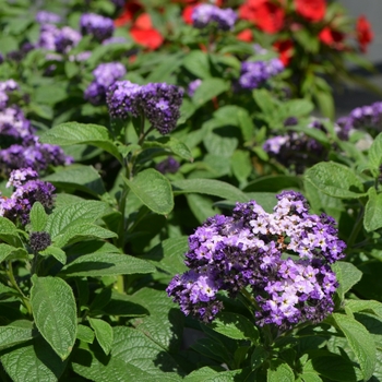 Heliotropium arborescens 'Nautilus Lavender' (110057)