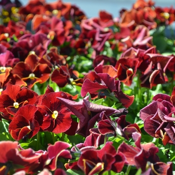 Viola cornuta Sorbet® XP 'Red Blotch' (110076)