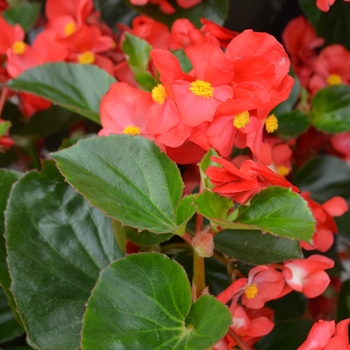 Begonia x benariensis Big™ 'Red Green Leaf' (110089)