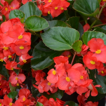 Begonia x benariensis Big™ 'Red Green Leaf' (110090)