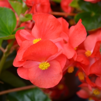 Begonia x benariensis Big™ 'Red Green Leaf' (110091)