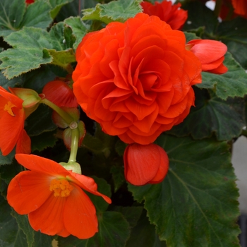 Begonia x tuberhybrida Nonstop® 'Orange' (110099)