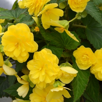 Begonia x tuberhybrida Nonstop® 'Joy Yellow' (110101)