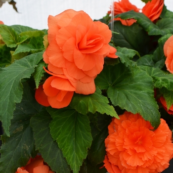 Begonia x tuberhybrida Nonstop® 'Deep Salmon' (110107)