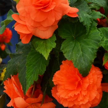 Begonia x tuberhybrida Nonstop® 'Deep Salmon' (110108)