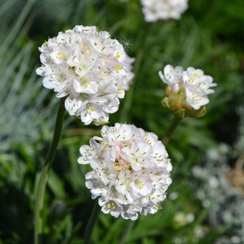 Armeria maritima 'Morning Star White' (110115)