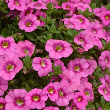 Calibrachoa Unique 'Hot Pink' (110130)