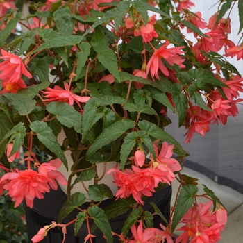 Begonia Funky® 'Pink' (110134)