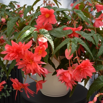 Begonia Funky® 'Pink' (110135)