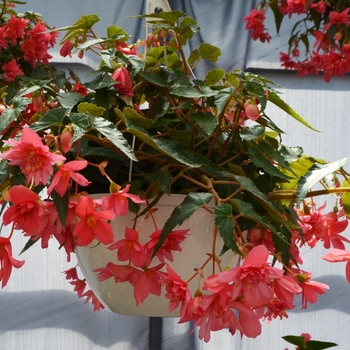 Begonia Funky® 'Pink' (110136)