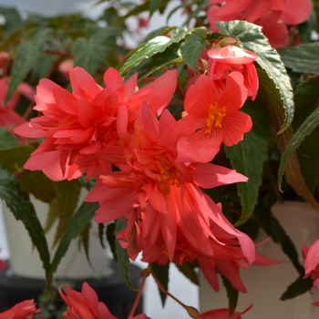 Begonia Funky® 'Pink' (110137)