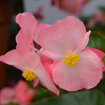 Begonia x benariensis Big™ 'Pink Green Leaf' (110138)