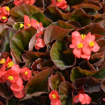 Begonia semperflorens Cocktail® '' (110141)