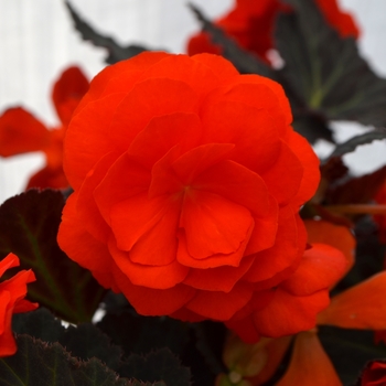 Begonia x tuberhybrida Nonstop® 'Mocca Orange' (110153)