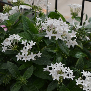 Pentas lanceolata Lucky Star™ 'White' (110154)